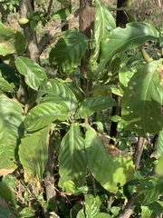 Justicia adhatodoides