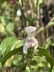 Justicia adhatodoides