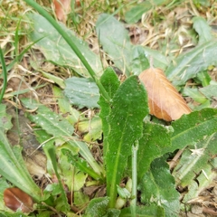 Hypochaeris radicata