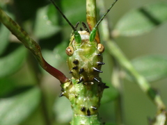 Acanthoxyla geisovii