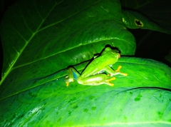 Agalychnis callidryas