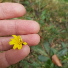 Hypochaeris radicata