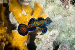 Mandarinfish photo 4