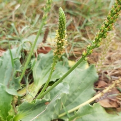 Plantago major