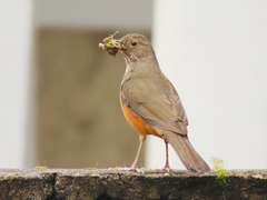 Turdus rufiventris