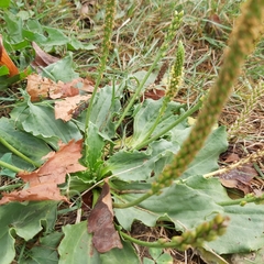 Plantago major