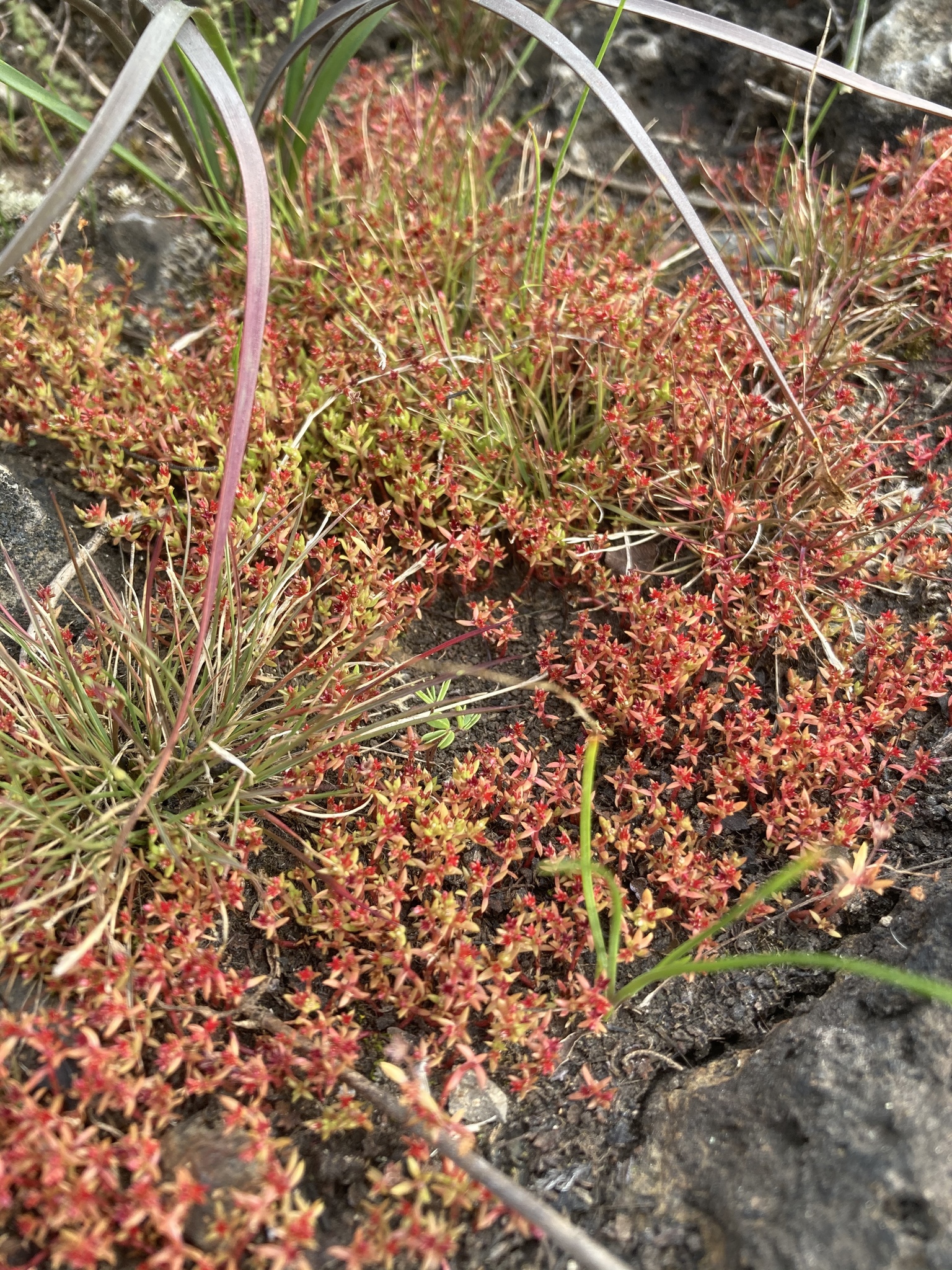 Crassula drummondii