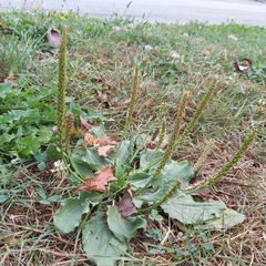 Plantago major