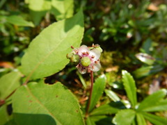 Chimaphila umbellata umbellata