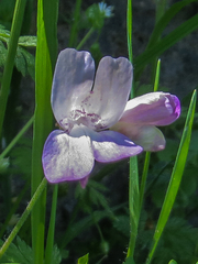 Collinsia multicolor