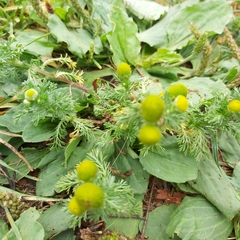 Matricaria discoidea