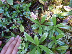 Chimaphila umbellata umbellata