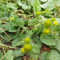 Matricaria discoidea