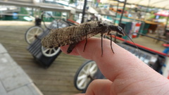 Dysmicohermes disjunctus