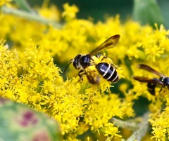 Andrena