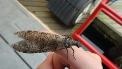 Dysmicohermes disjunctus