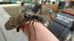 Dysmicohermes disjunctus