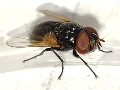 Gnadochaeta