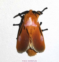 Endobrachys pulchella