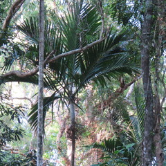 Ptychosperma elegans