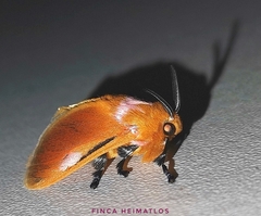Endobrachys pulchella