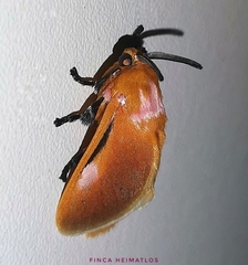 Endobrachys pulchella