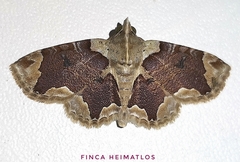 Dolichosomastis bicolorata