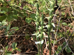 Spiranthes ochroleuca