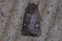 Athetis lineosella