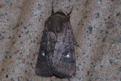 Athetis lineosella