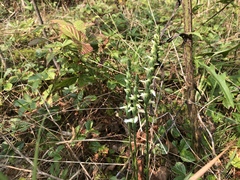 Spiranthes ochroleuca