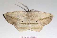 Eusarca flexilis