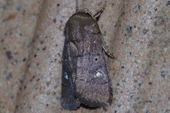 Athetis lineosella