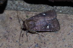 Athetis lineosella