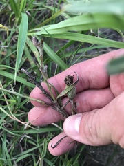 Liatris cymosa