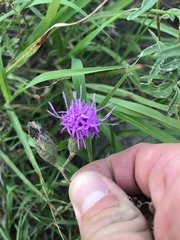 Liatris cymosa