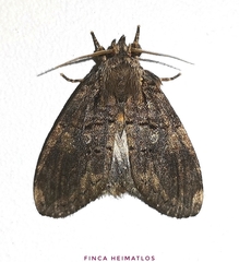 Lusurini