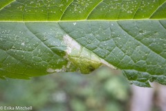 Leucospilapteryx venustella