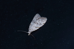 Nola thyrophora