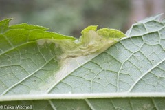 Leucospilapteryx venustella