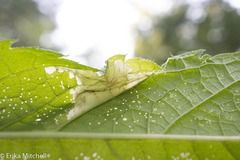 Leucospilapteryx venustella