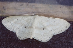 Scopula emma