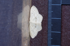 Scopula emma