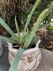 Aloe vera vera