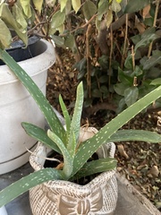 Aloe vera vera