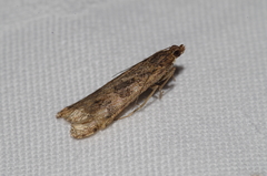 Nomophila noctuella