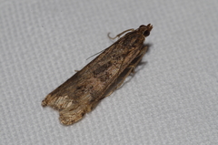 Nomophila noctuella