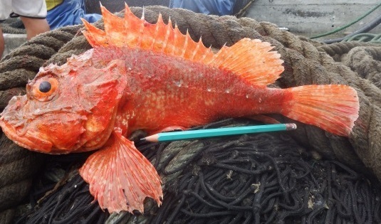 Peruvian scorpionfish (Scorpaena afuerae) — Scorpaenidae