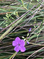 Phlox glaberrima interior