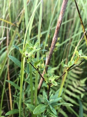 Hypericum kalmianum